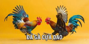 Đá Gà Cựa Dao DN88 – Thỏa Mãn Đam Mê Kê Thủ 2026